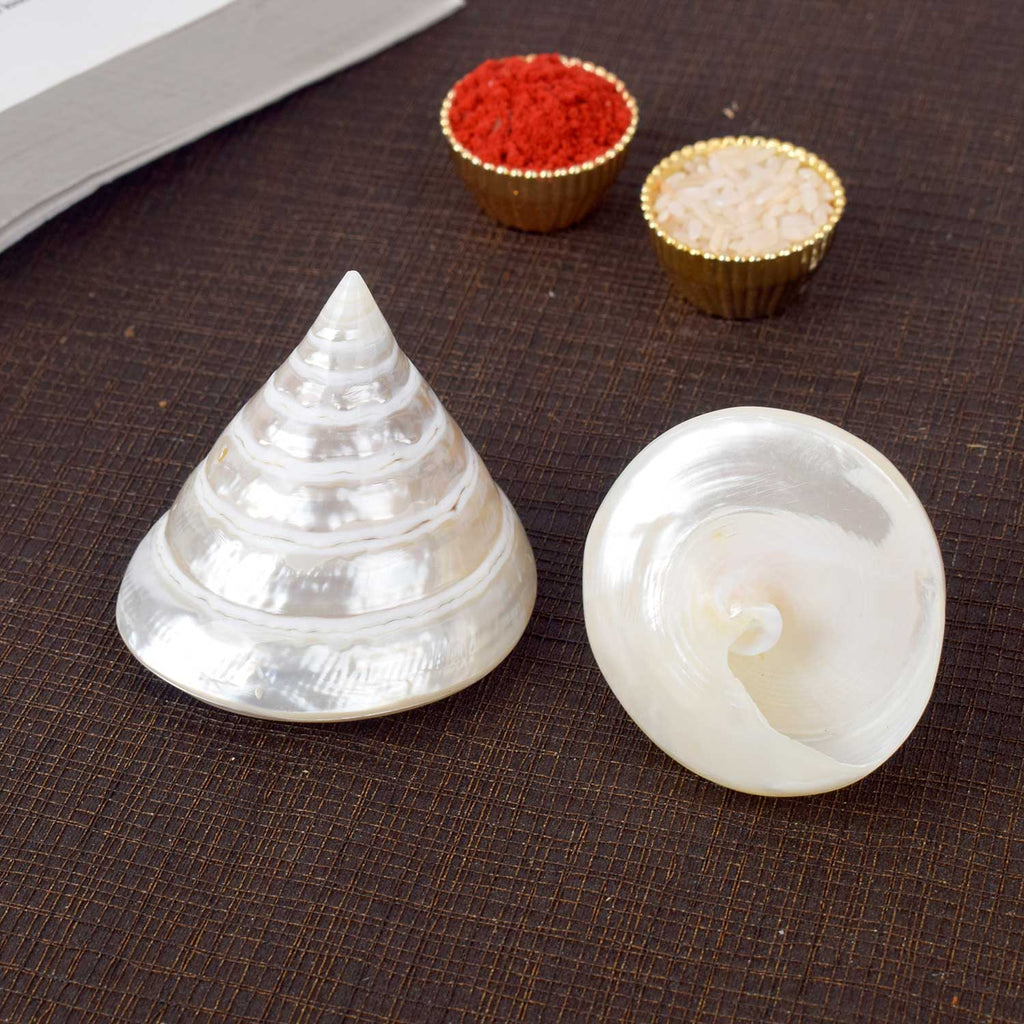 Moti Shankh (Pearl Trochus) for purity, peace, and pooja blessings – India’s Largest Pooja Accessories Brand – www.satvikworld.com