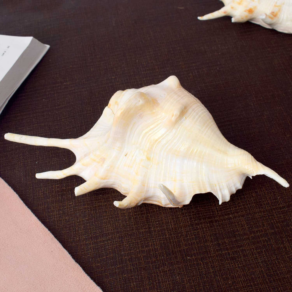 Panchmukhi Shankh (Lambis) for divine protection and energy balance – India’s Largest Pooja Accessories Brand – www.satvikworld.com