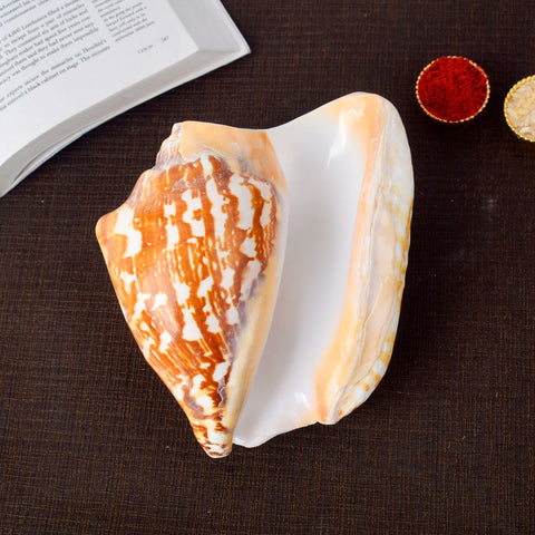 Tiger Shell Shankh (Tricornis) – Symbol of Strength, Protection & Spiritual Purity