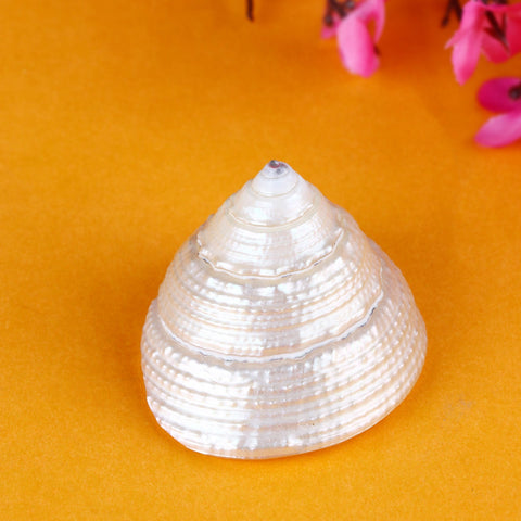 Natural Pearl Shree Laxmi Ji Shankh, a sacred conch shell with divine energy, perfect for worship and invoking Laxmi Ji's blessings. India’s Largest Pooja Accessories Brand – www.satvikworld.com