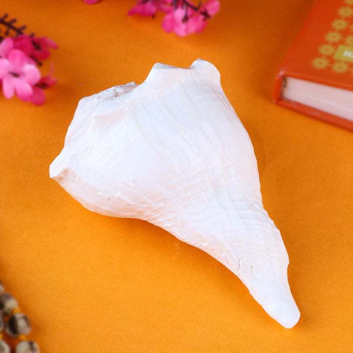 Original natural Dakshinavarti Shankh (right-handed conch shell) in white color, ideal for Lakshmi pooja and spiritual rituals. India’s Largest Pooja Accessories Brand – www.satvikworld.com
